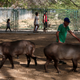 Three animals died in May at this zoo in northwestern Venezuela. Its six bears have to make do with just half of their mandated calories.